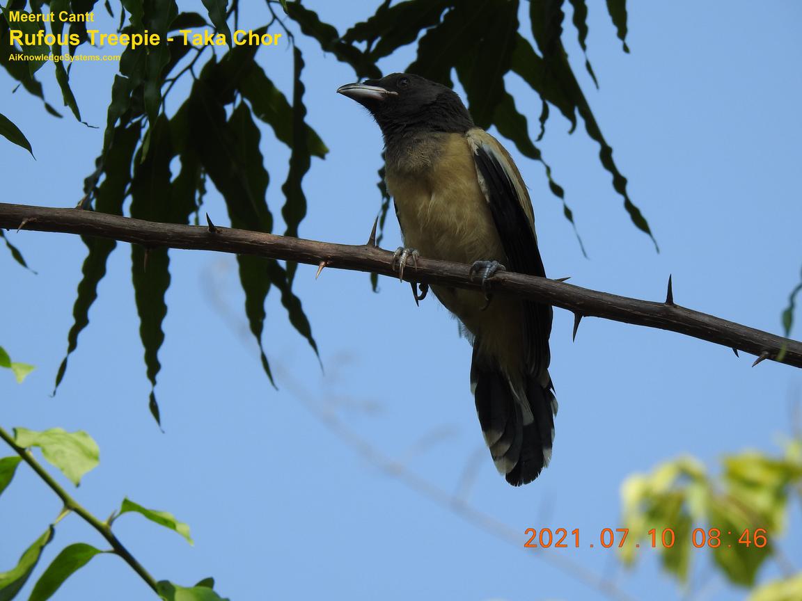 Rufous Treepie (70) Coming Soon